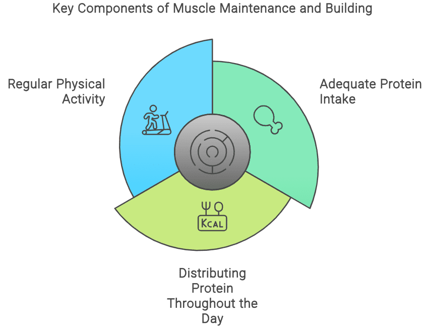 Describing the three main components of maintaining muscle mass.