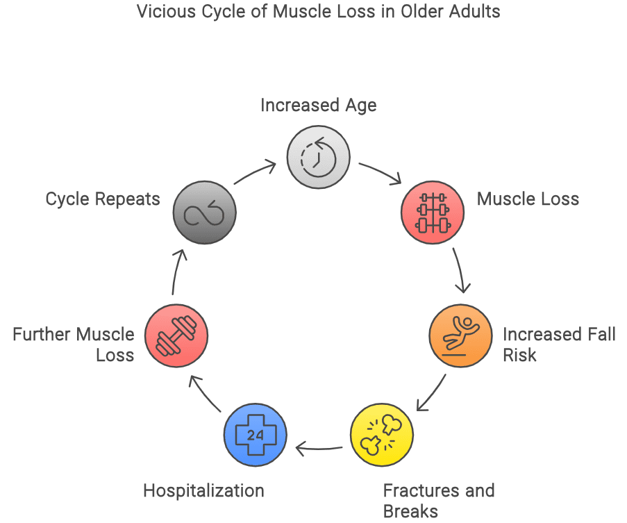 Describing the cycle of age related muscle loss